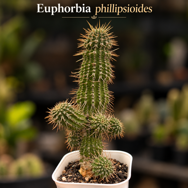 Euphorbia phillipsioides