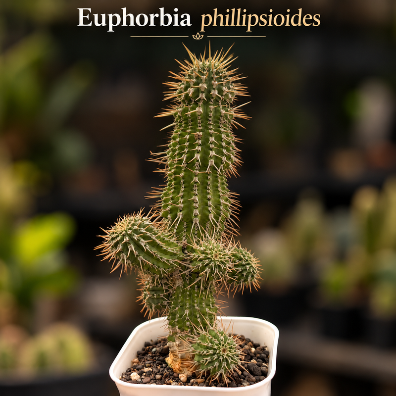 Euphorbia phillipsioides
