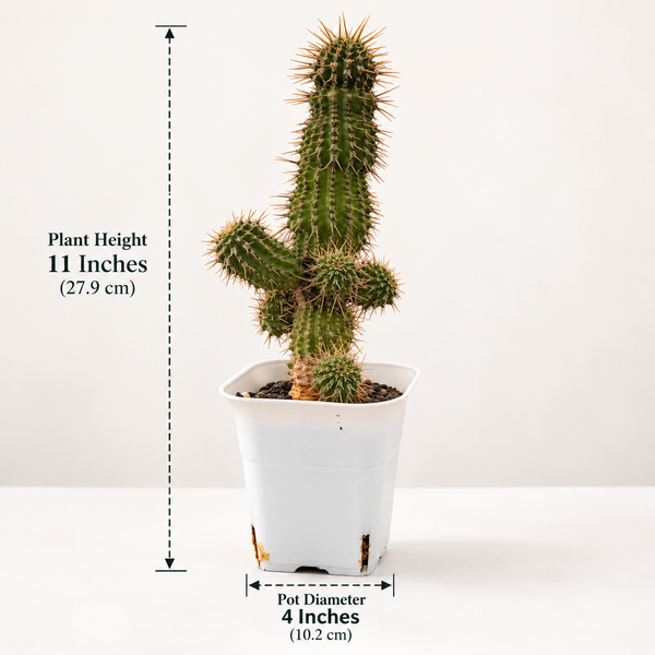 Euphorbia phillipsioides