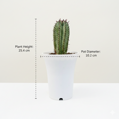 Euphorbia polygona snowflake E54