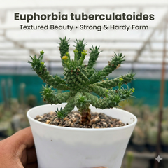 Euphorbia tuberculatoides