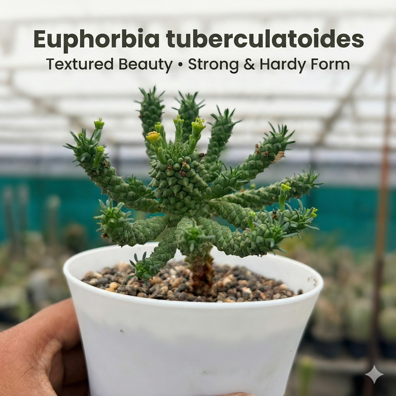 Euphorbia tuberculatoides