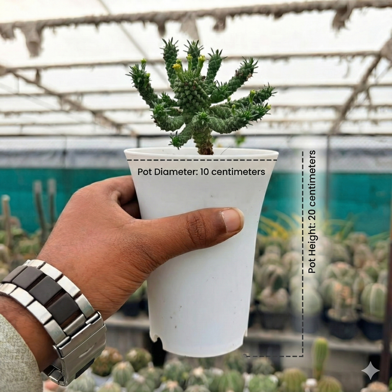 Euphorbia tuberculatoides