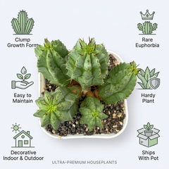 Euphorbia fruticosa Clump