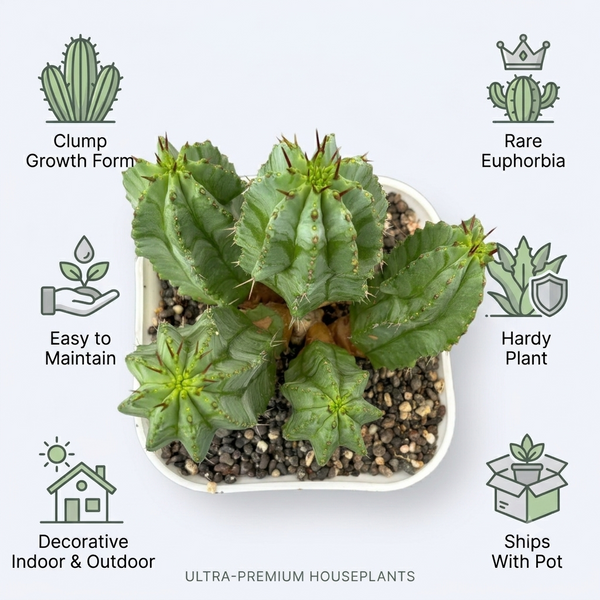 Euphorbia fruticosa Clump