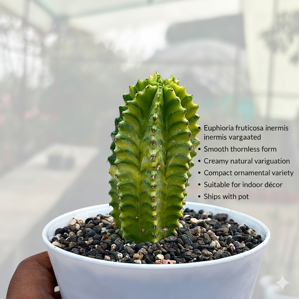 Euphorbia fruticosa inermis variegated