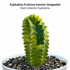 Euphorbia fruticosa inermis variegated