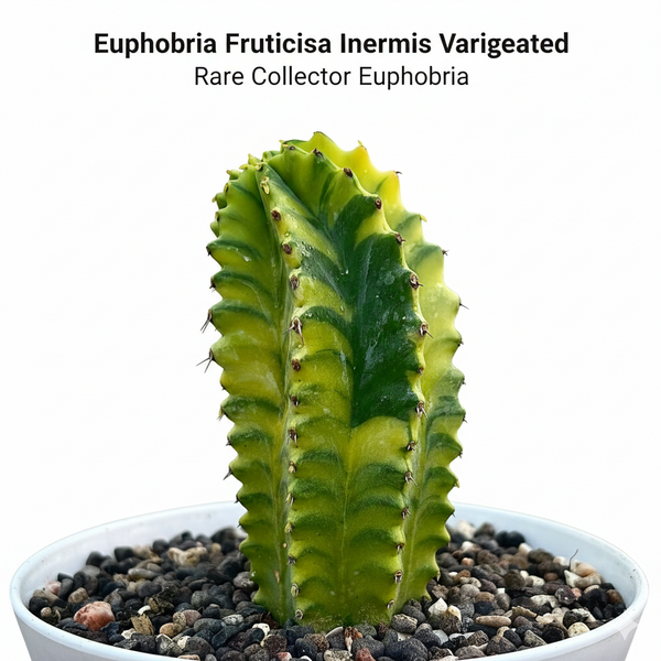 Euphorbia fruticosa inermis variegated