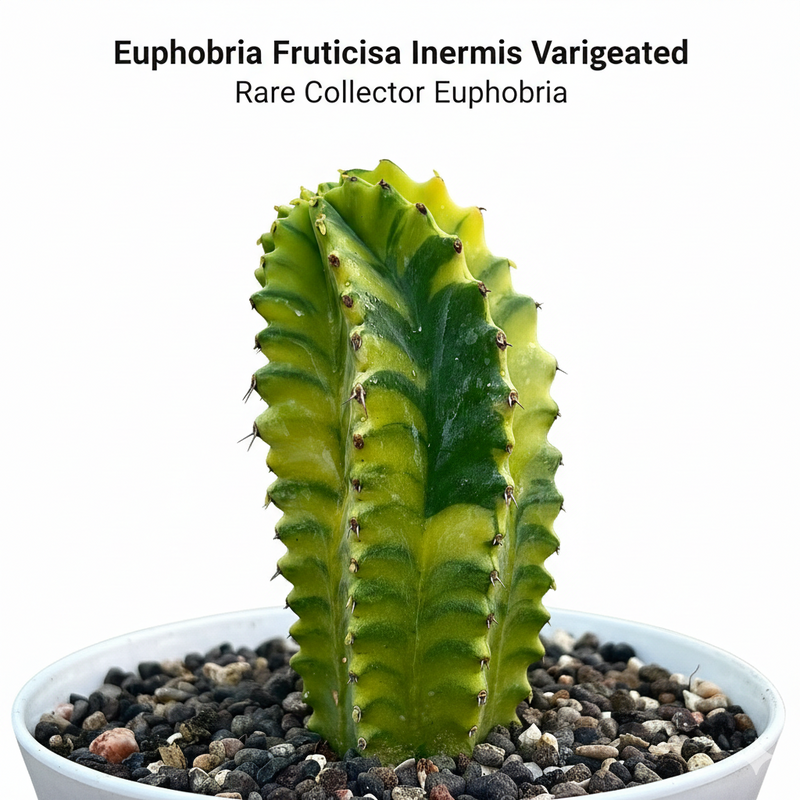 Euphorbia fruticosa inermis variegated