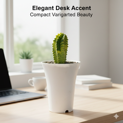 Euphorbia fruticosa inermis variegated