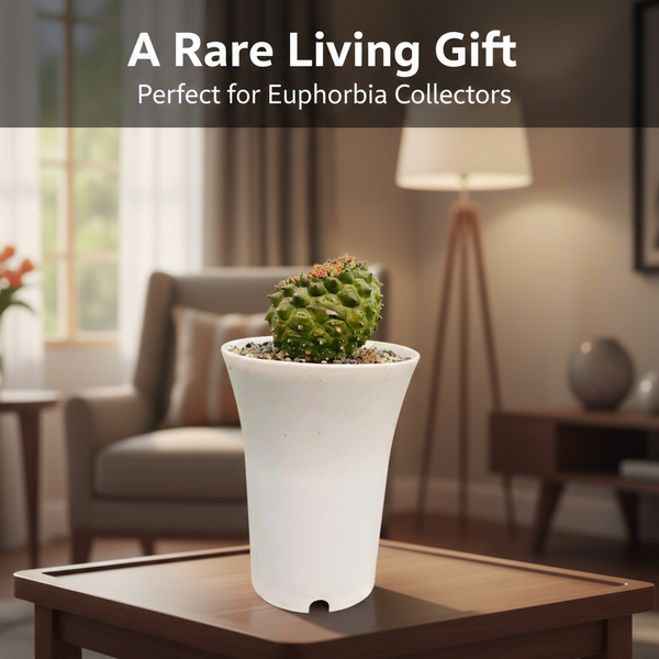 Euphorbia gymnocalycioides