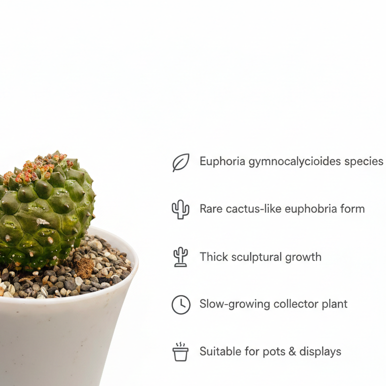 Euphorbia gymnocalycioides