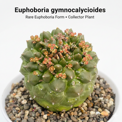 Euphorbia gymnocalycioides