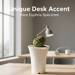 Euphorbia gymnocalycioides