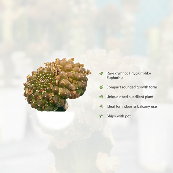 euphorbia gymnocalycioides