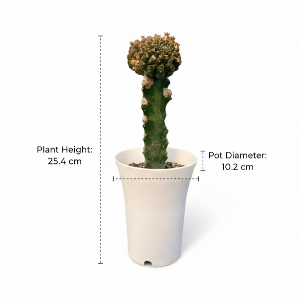 euphorbia gymnocalycioides