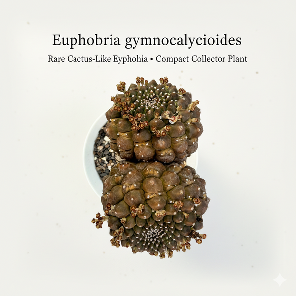 euphorbia gymnocalycioides