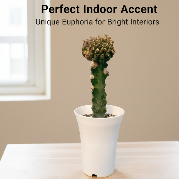 euphorbia gymnocalycioides