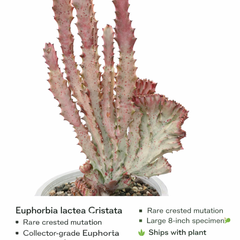 Euphorbia lactea cristata