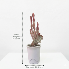 Euphorbia lactea cristata