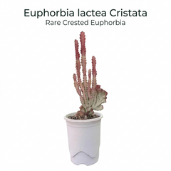 Euphorbia lactea cristata