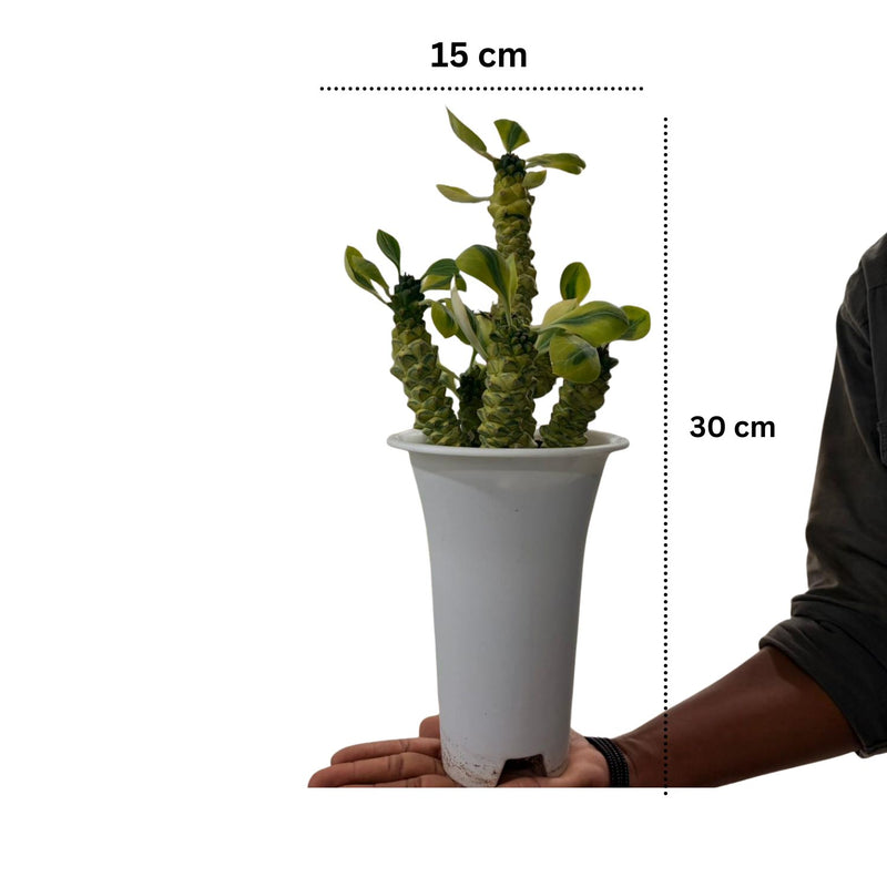 Euphorbia monadenium ritchiei variegated