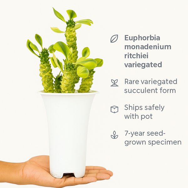Euphorbia monadenium ritchiei variegated