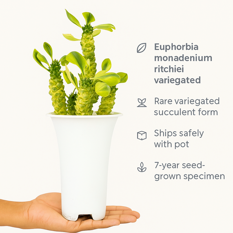 Euphorbia monadenium ritchiei variegated