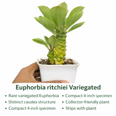 Euphorbia monadenium ritchiei variegated