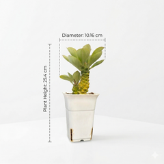 Euphorbia monadenium ritchiei variegated