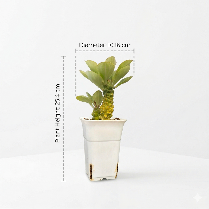 Euphorbia monadenium ritchiei variegated