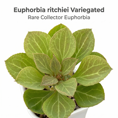 Euphorbia monadenium ritchiei variegated