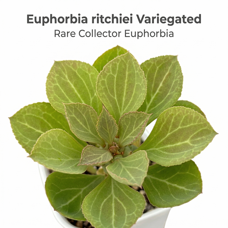 Euphorbia monadenium ritchiei variegated