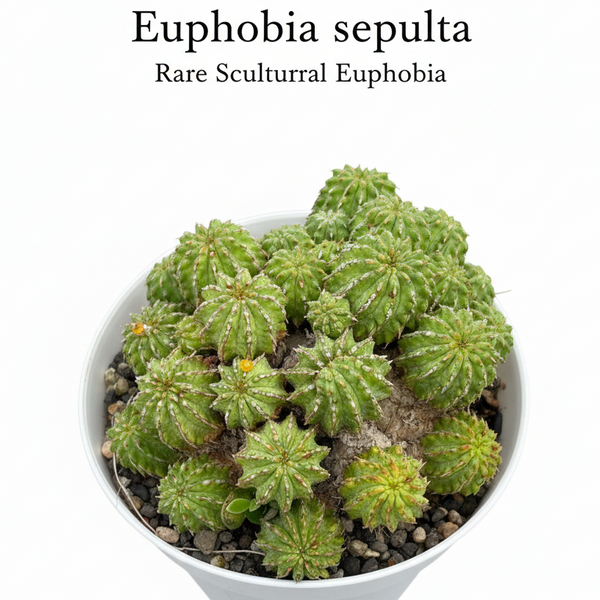 Euphorbia sepulta