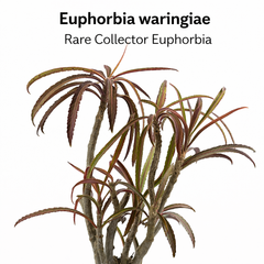 Euphorbia waringiae