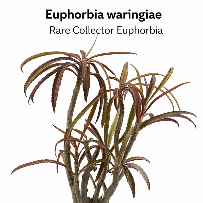 Euphorbia waringiae