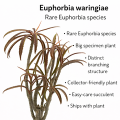 Euphorbia waringiae