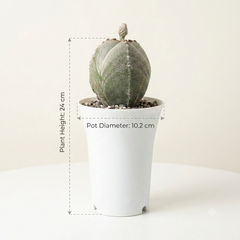 Astrophytum myriostigma tricostatum cv Ooibo