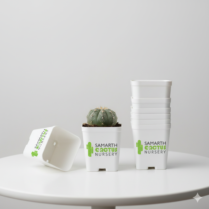 Set Of 12 - 3 inch White Pots