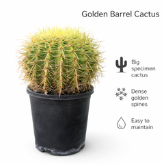 Golden barrel