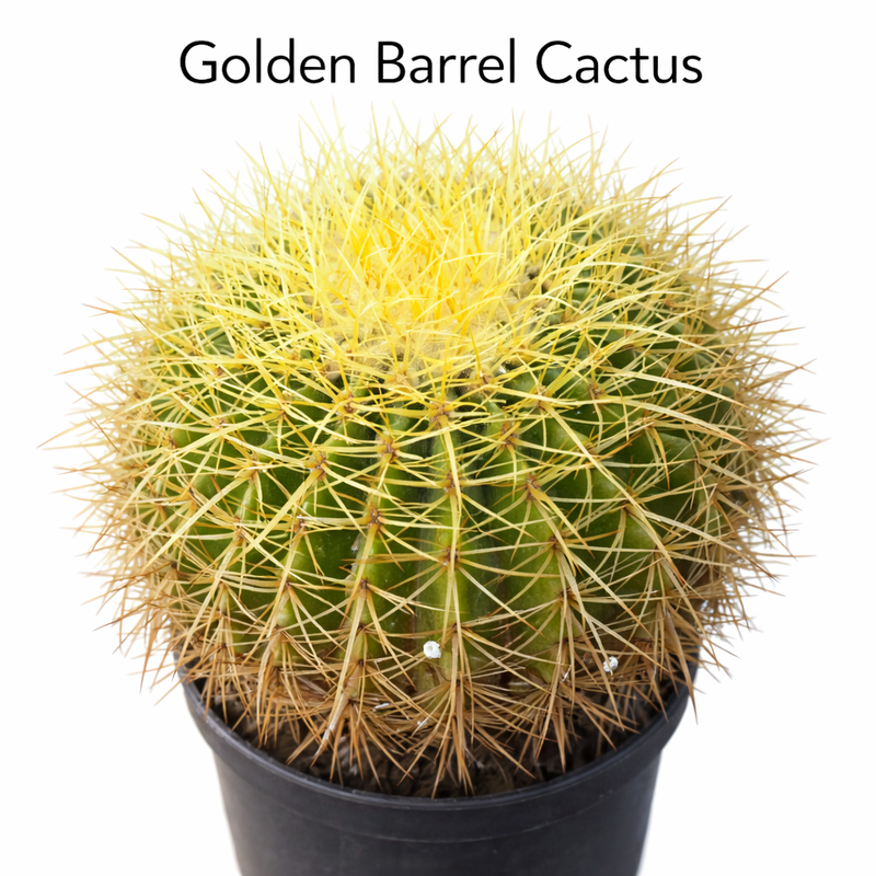 Golden barrel