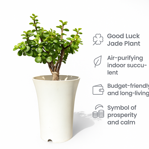 Good Luck Jade Plant
