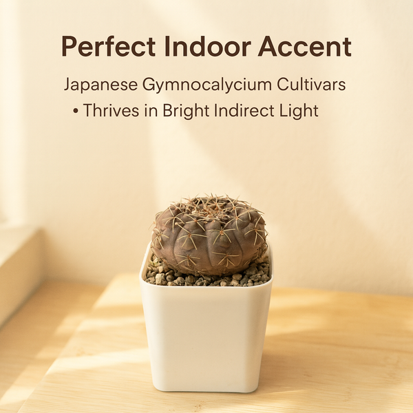 Gymnocalycium Japanese Cultivar – Different Varieties Combo