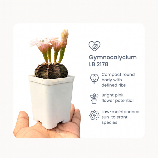 Gymnocalycium lb 2178