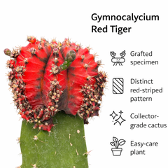 Gymnocalycium red  tiger