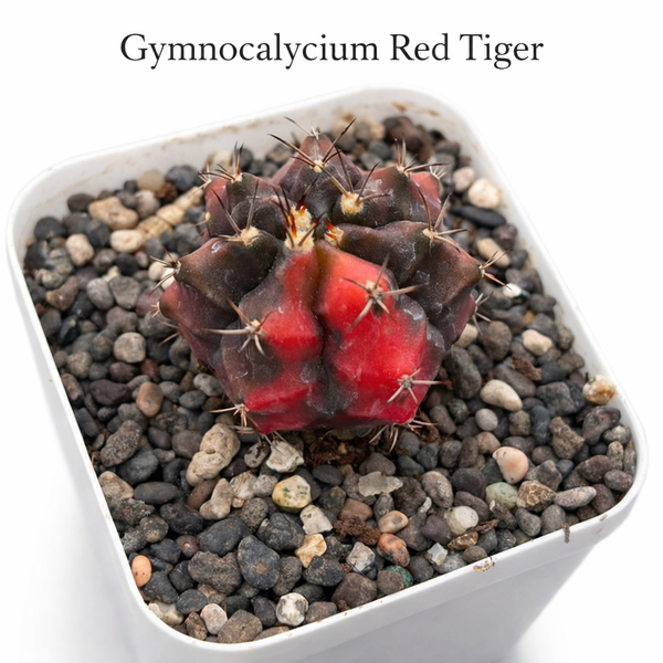 Gymnocalycium Red Tiger