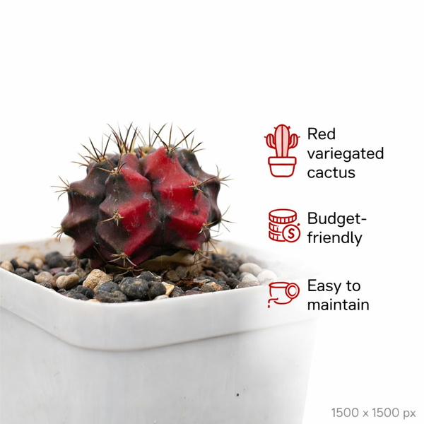 Gymnocalycium Red Tiger