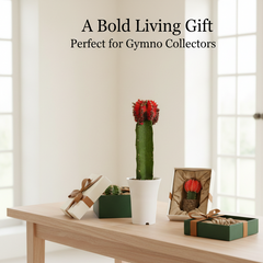 Gymnocalycium red  tiger