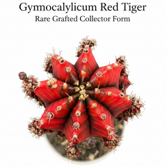 Gymnocalycium red  tiger
