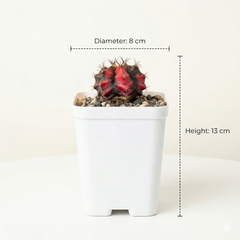 Gymnocalycium Red Tiger